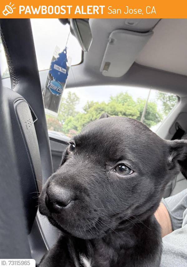 Found/Stray Female Dog last seen Capitol Expy, Tuers Rd, San Jose, CA 95121