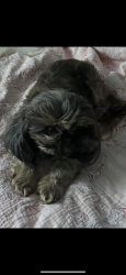 Reunited Male Dog last seen S Morgan Rd, Fox Ln, Blanchard, OK 73010