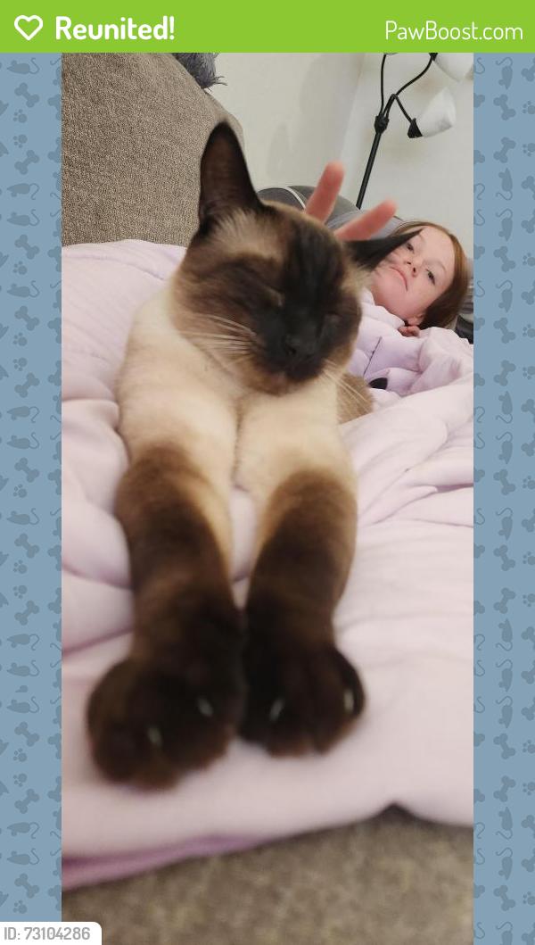 Reunited Male Cat last seen Near 7 11, Spring Valley, CA 91978