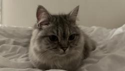 Reunited Female Cat last seen Fallowfield, Fallowfield, England M14 6FG