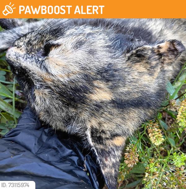 Found/Stray Female Cat last seen Lyman, sc, Spartanburg County, SC 29365