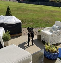 Found/Stray Male Dog last seen near Powdersville High School off Hood Road, Berea, SC 29617