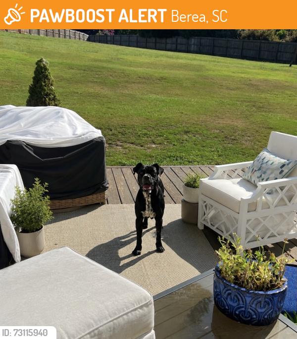Found/Stray Male Dog last seen near Powdersville High School off Hood Road, Berea, SC 29617