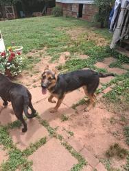 Lost Female Dog last seen Mountain View Rd, Boiling Springs, Spartanburg County, SC 29316