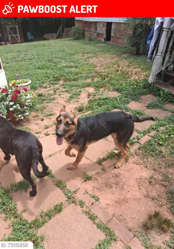 Lost Female Dog last seen Mountain View Rd, Boiling Springs, Spartanburg County, SC 29316