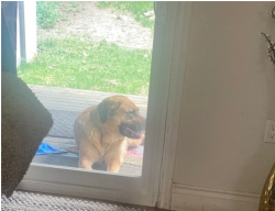 Found/Stray Male Dog last seen Broadfoot rd. Barrie, Barrie, ON L4N 5K7