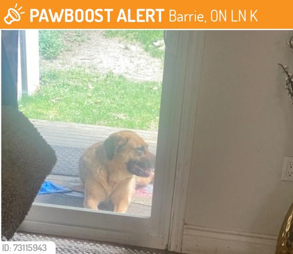 Found/Stray Male Dog last seen Broadfoot rd. Barrie, Barrie, ON L4N 5K7