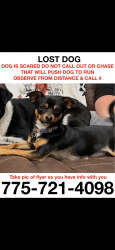 Lost Female Dog last seen On the corner of Snyder and Gentry, Carson City, NV 89701