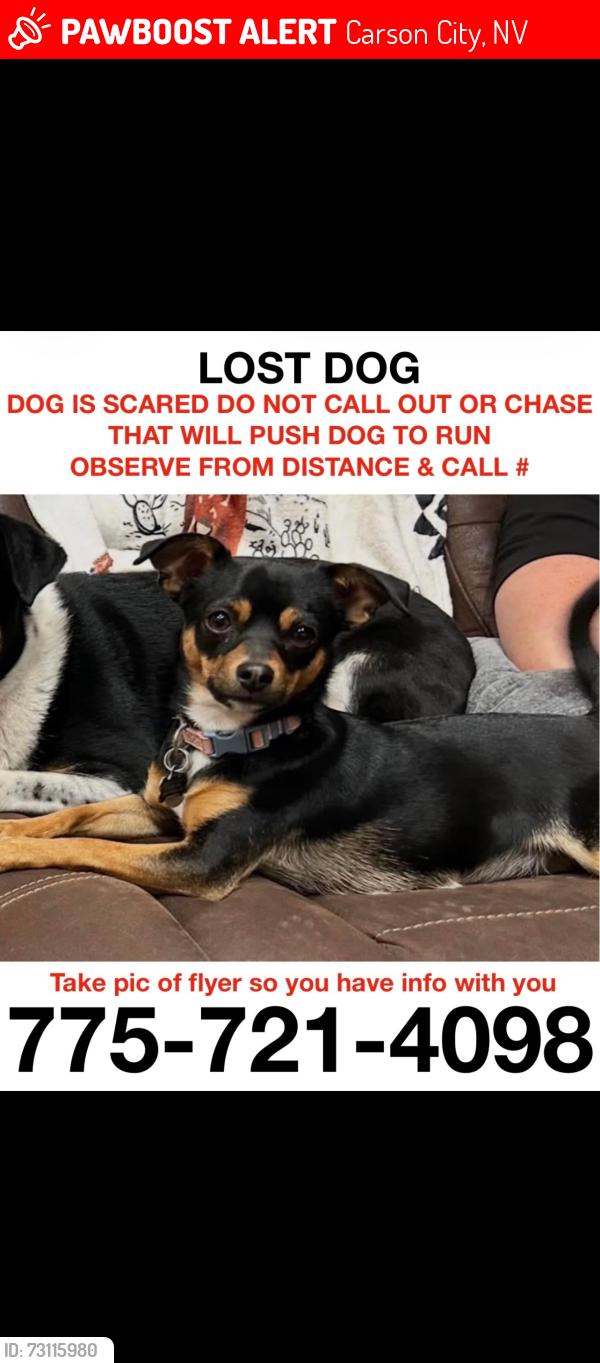 Lost Female Dog last seen On the corner of Snyder and Gentry, Carson City, NV 89701