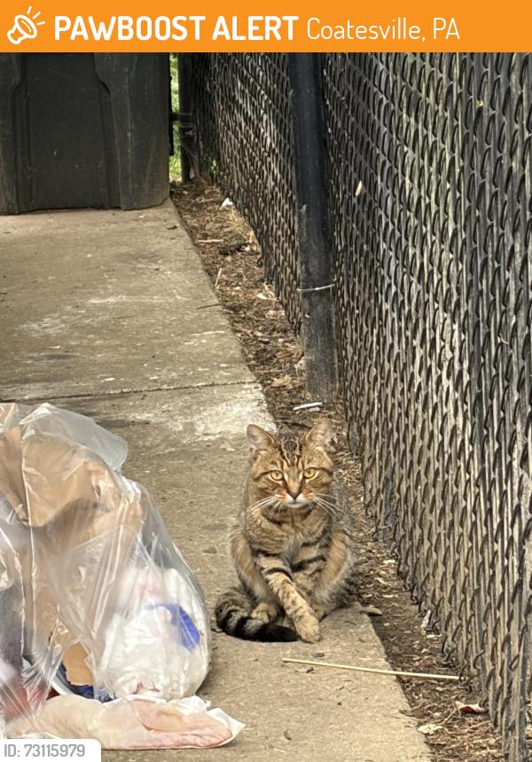 Found/Stray Unknown Cat last seen By the trash area in Millview apmts, Coatesville, PA 19320