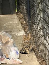Found/Stray Unknown Cat last seen By the trash area in Millview apmts, Coatesville, PA 19320