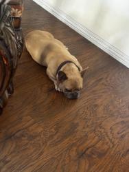 Reunited Female Dog last seen La crescentia dr, Chula Vista, CA 91910