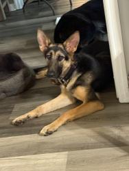Lost Female Dog last seen Turkey Trail and Fortson Td, Fortson, GA 31808