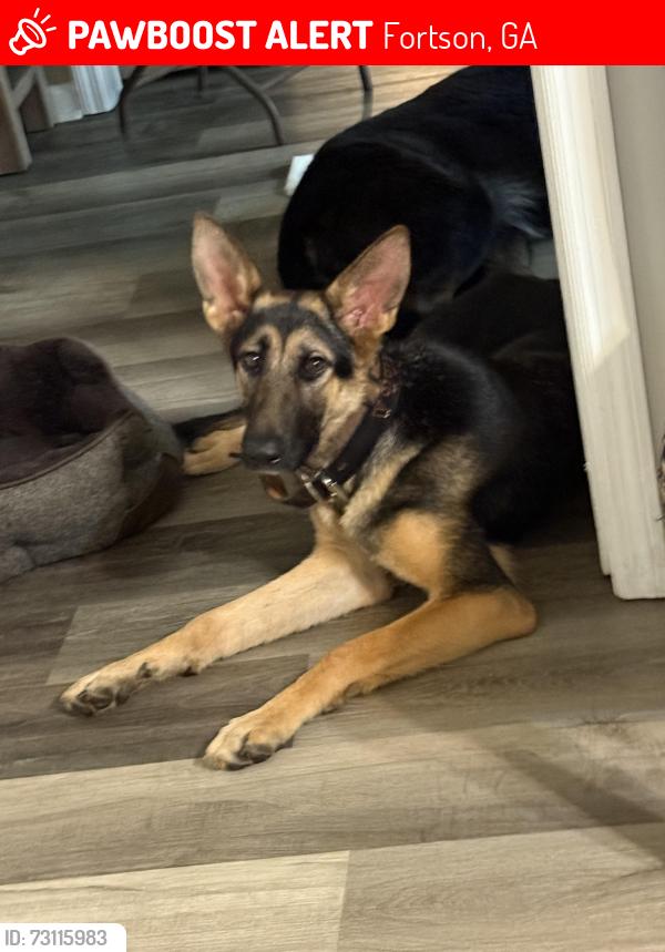 Lost Female Dog last seen Turkey Trail and Fortson Td, Fortson, GA 31808