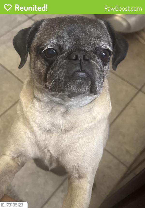Reunited Female Dog last seen Kimberly ln and division, Palmdale, CA 93550
