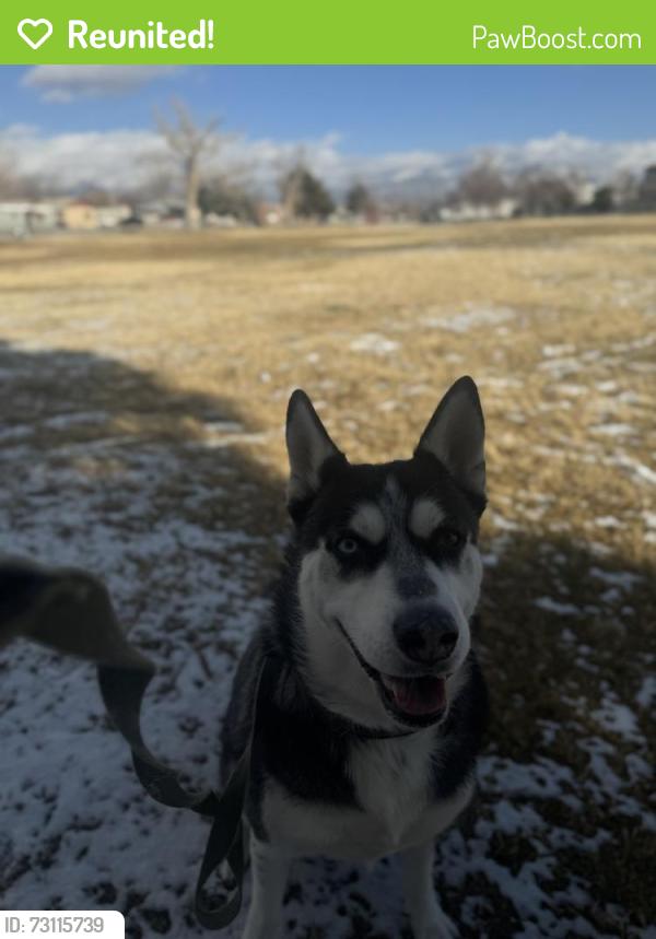 Reunited Female Dog last seen San Mateo and Comanche, Albuquerque, NM 87110