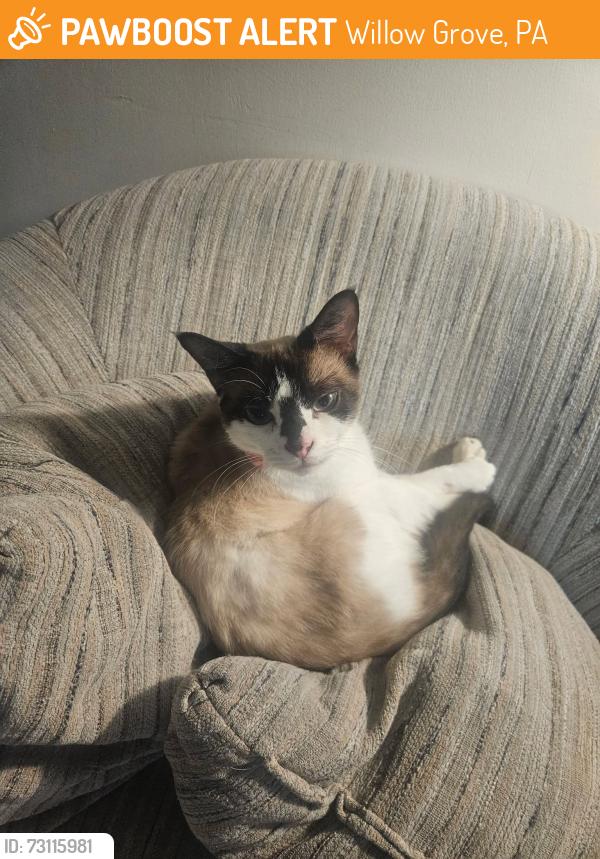 Found/Stray Female Cat last seen Willard Avenue & Carnation Avenue, Willow Grove, PA 19090