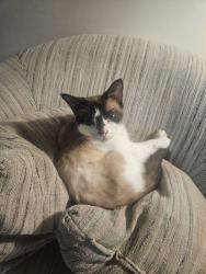 Found/Stray Female Cat last seen Willard Avenue & Carnation Avenue, Willow Grove, PA 19090