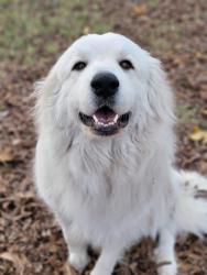 Lost Female Dog last seen 67th Ave and Thomas, Phoenix, AZ 85035