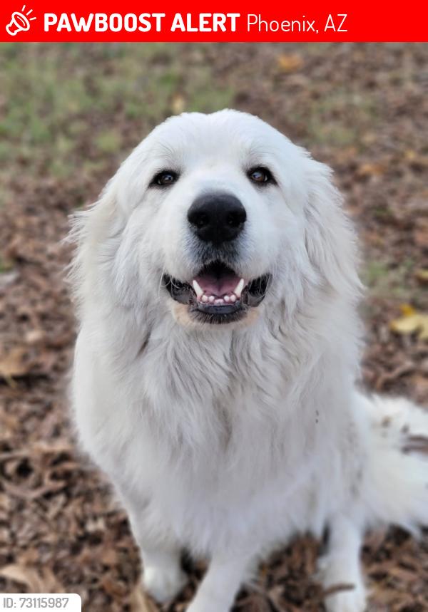 Lost Female Dog last seen 67th Ave and Thomas, Phoenix, AZ 85035