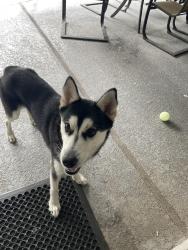 Found/Stray Female Dog last seen Rothwood Park/Greenway, The Woodlands, TX 77389