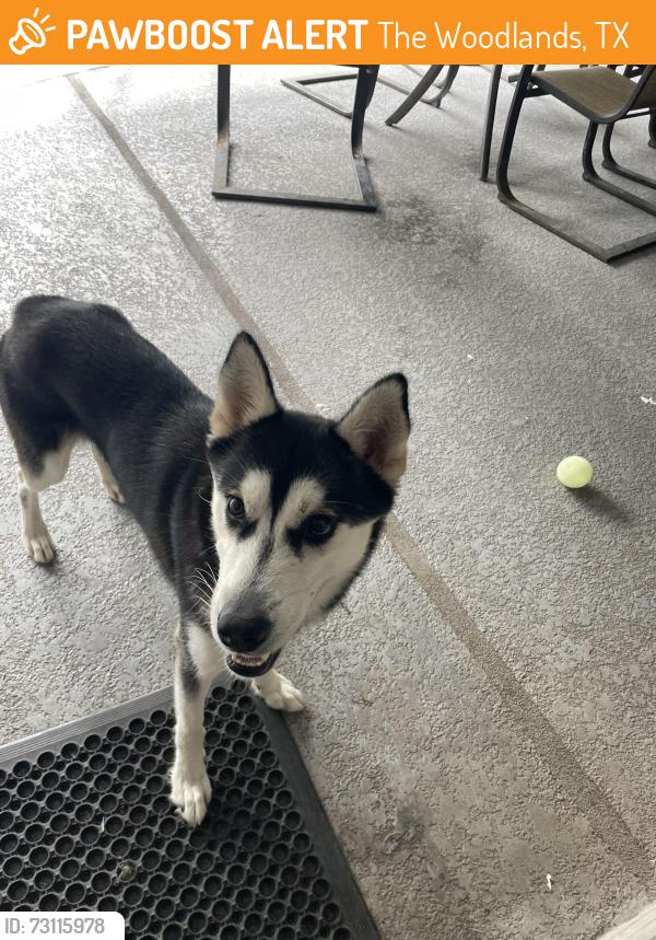 Found/Stray Female Dog last seen Rothwood Park/Greenway, The Woodlands, TX 77389