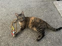 Reunited Female Cat last seen Granada St., North Edwards, CA 93523