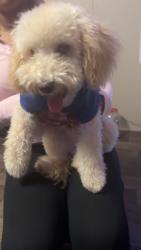 Lost Male Dog last seen Dollar general, Lumberton, NC 28358