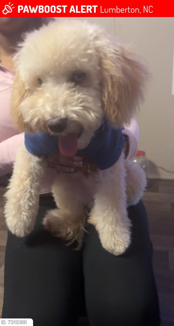 Lost Male Dog last seen Dollar general, Lumberton, NC 28358