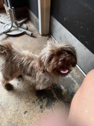 Found/Stray Female Dog last seen Animated brewing co, Coatesville, PA 19320