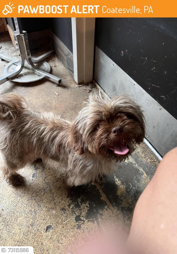 Found/Stray Female Dog last seen Animated brewing co, Coatesville, PA 19320