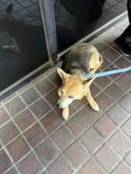 Reunited Male Dog last seen Via de la oro and Hughes way, Long Beach, CA 90810