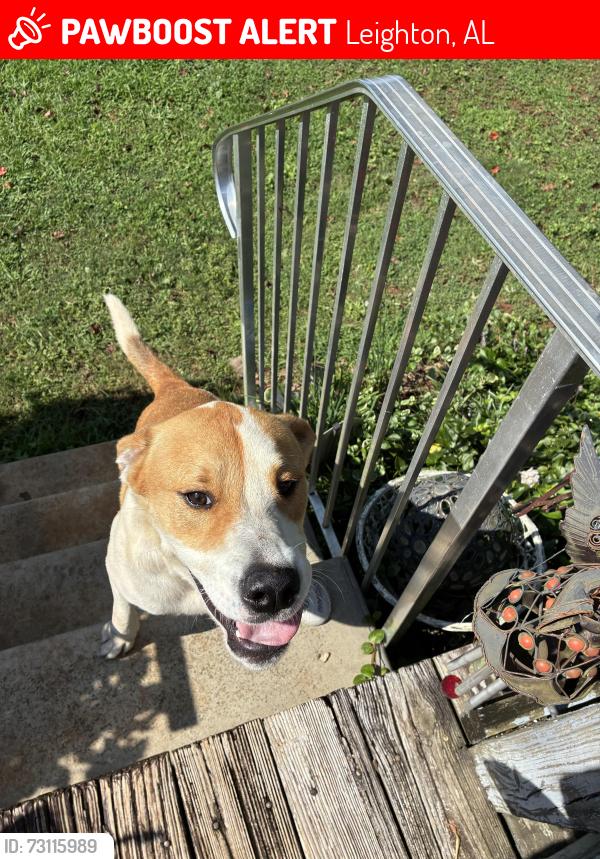 Lost Male Dog last seen old hwy 20 before city lint sign, Leighton, AL 35646