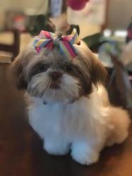 Lost Female Dog last seen E Manley Dr. Heading towards N Ranger Rd, Prescott Valley, AZ 86314