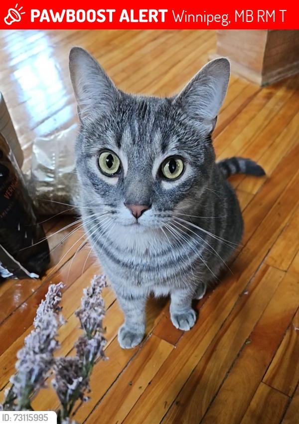 Lost Male Cat last seen Harrow St & McMillan Ave, Winnipeg, MB R3M 0T3