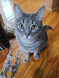Lost Male Cat last seen Harrow St & McMillan Ave, Winnipeg, MB R3M 0T3
