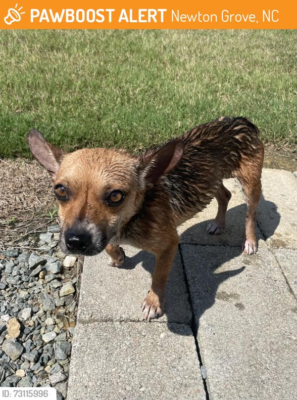 Found/Stray Male Dog last seen Near mins from Newton Grove, Newton Grove, NC 28366