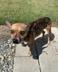 Found/Stray Male Dog last seen Near mins from Newton Grove, Newton Grove, NC 28366