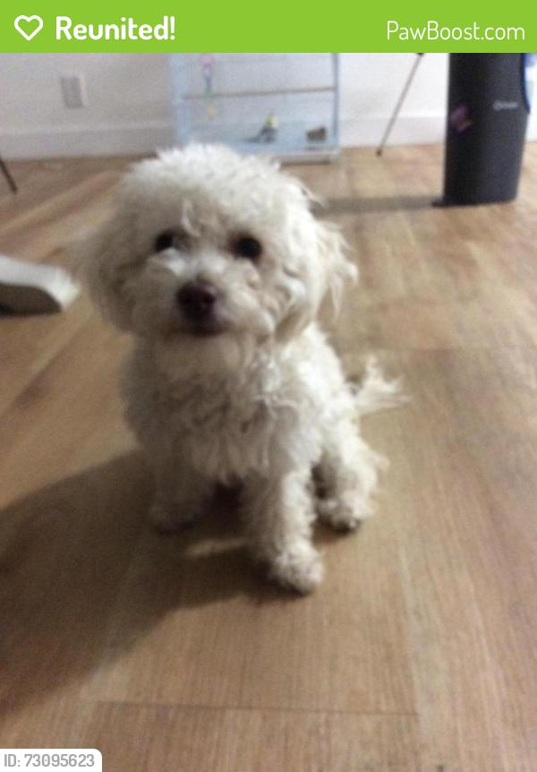 Reunited Female Dog last seen arlington and daisy, Adelanto, CA 92301