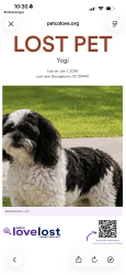 Lost Male Dog last seen Parker’s Kitchen, Georgetown, SC 29440