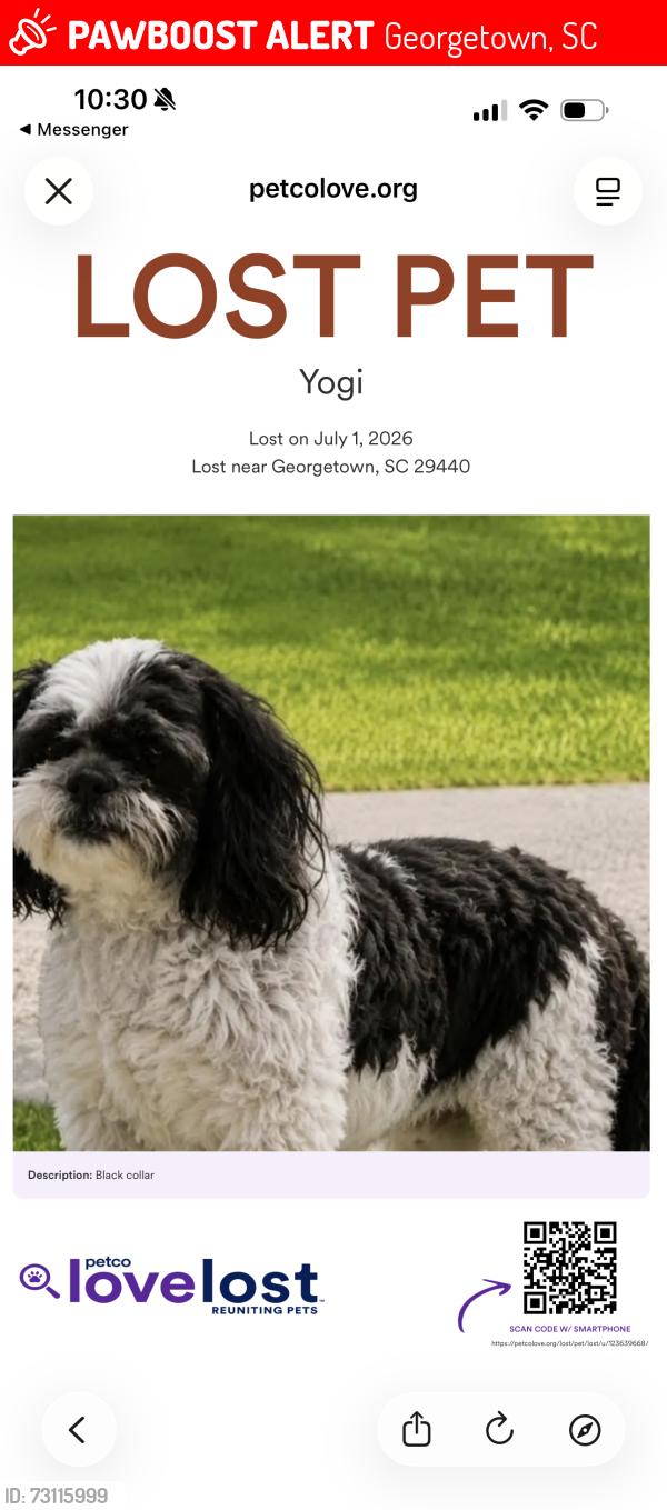 Lost Male Dog last seen Parker’s Kitchen, Georgetown, SC 29440