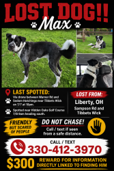 Lost Male Dog last seen Klines Dr, Girard, OH 44420