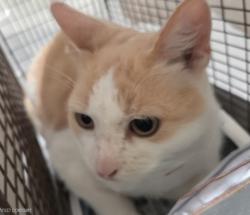 Shelter Stray Male Cat last seen , 3201 Lacy St, Los Angeles, CA 90031, USA