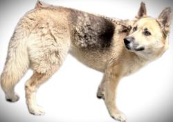Shelter Stray Female Dog last seen , 3201 Lacy St, Los Angeles, CA 90031, USA