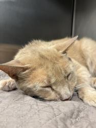 Shelter Stray Female Cat last seen Near, 2600 S Harding St, Indianapolis, IN 46221, USA