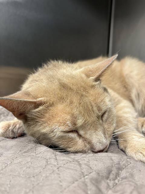 Shelter Stray Female Cat last seen Near, 2600 S Harding St, Indianapolis, IN 46221, USA