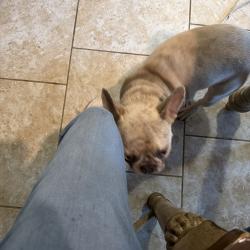 Reunited Female Dog last seen Whiterock ests, Killeen, TX 76542