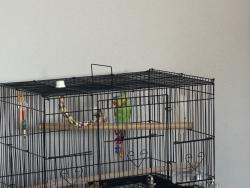 Found/Stray Unknown Bird last seen Lake Oswego, Lake Oswego, OR 97034