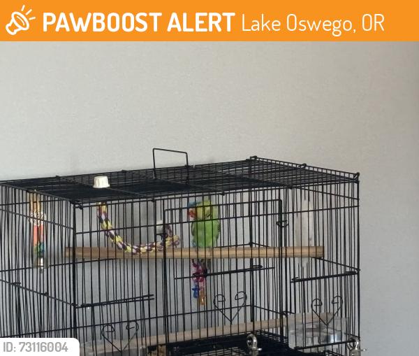 Found/Stray Unknown Bird last seen Lake Oswego, Lake Oswego, OR 97034