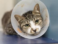 Shelter Stray Female Cat last seen Near BLOCK W MISSOURI AVE LOT 154, 5501 E Van Buren St, Phoenix, AZ 85008, USA
